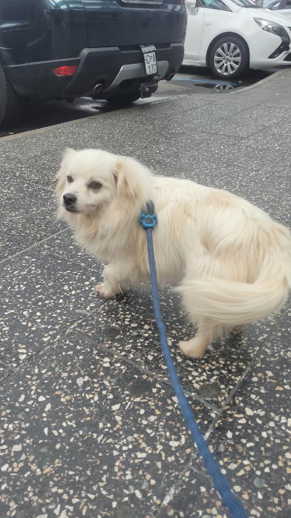 Cooki, Un Simil Volpino Allegro E Giocherellone